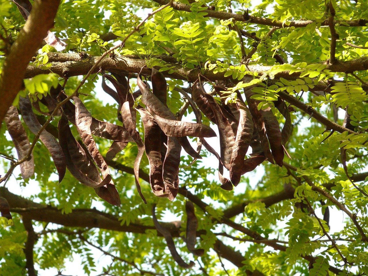 carob-tree-7328_1280 carob-tree-7328_1280